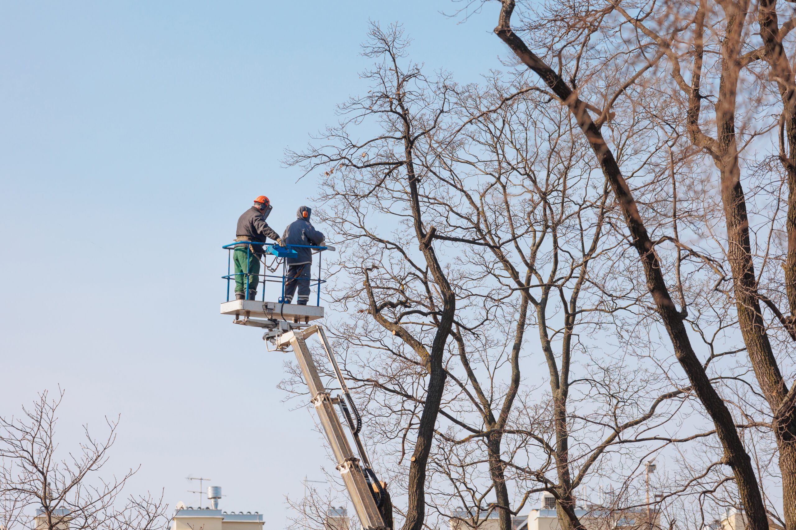 Hoover Alabama Tree Trimming